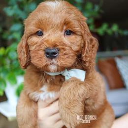Skipper - Red  male Goldendoodle puppy in Salado, Texas from Red Ranch Dogs