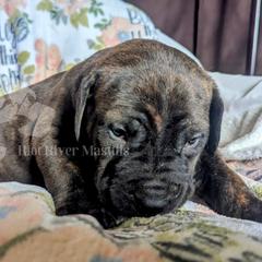 Molosser (Bully x) Puppies from Riot River Mastiffs