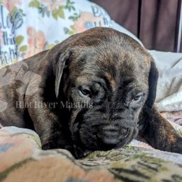 Molosser (Bully x) Puppies from Riot River Mastiffs