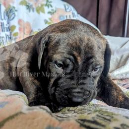 Molosser (Bully x) Puppies from Riot River Mastiffs