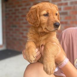 Starry - Dark golden female Golden Retriever puppy in Maysville, North Carolina from Gold Rush Retrievers
