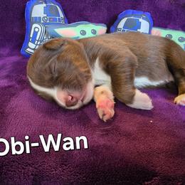 Obi-Wan - Red tri-color male Australian Shepherd puppy in Smithfield, Utah from Invictus Farms
