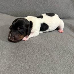 Rip - Piebald male Dachshund puppy in Liberty, Mississippi from Liberty Oaks Aussies and Dachshunds