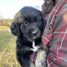 Assorted Doodle Crosses Puppies from Curly Hollow Doodles