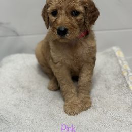 Goldendoodle Puppies from A&B Doodles