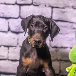 Lime Boy - Black and rust male Doberman Pinscher puppy in Shelby, North Carolina from IronBee Dobermans