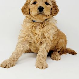Bernedoodle, Double Doodle, and Goldendoodle Puppies from Winding Creek Ranch