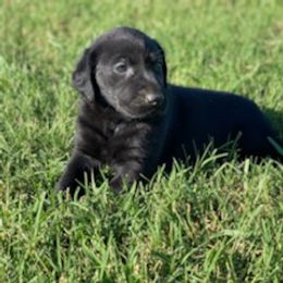 Labrador Retriever Puppies from Fatcity Labradors