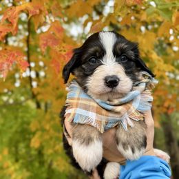 Maple - female Australian Mountain Doodle puppy in Taylors, South Carolina from Aspen Mountain Doodles LLC