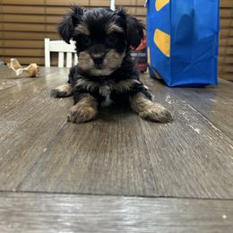 Carlos - Black and gold male Yorkipoo puppy in Oakland, Kentucky from Imperial Dogs