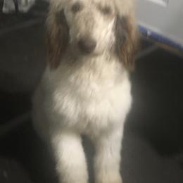 Australian Shepherd, Goldendoodle, and Poodle Puppies from Debbies Aussies NWA/Debbies Doodles NWA