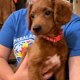 Saros - Red  male Goldendoodle puppy in Watertown, New York from True Friend Doodles