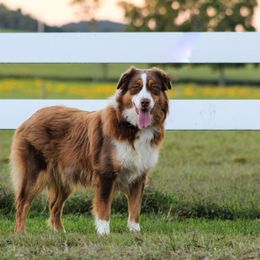 Jessie - Australian Shepherd