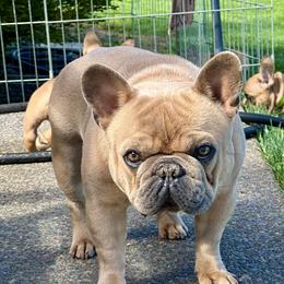 Porter - French Bulldog