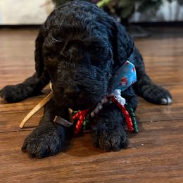 Dunkin - Black male Goldendoodle puppy in Arlington, Texas from Chambers Doodle Patch