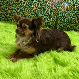 Tru - Chihuahua