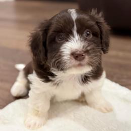 Chocolate and white male 2 - Chocolate male Havanese puppy in Douglas, Georgia from Huffer Hounds and Havanese