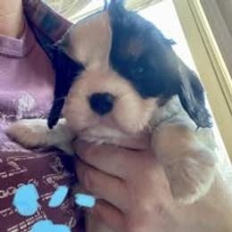 Mr. Light Blue aka (Mohawk) - Tri-color male Cavalier King Charles Spaniel puppy in Hawley, Colorado from Scofield Cavaliers