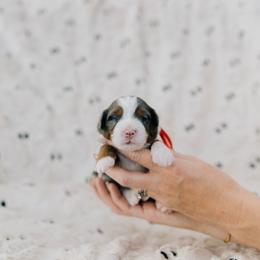 Cranberry - Merle female Bernedoodle puppy in Murray, Utah from Sun Valley Doodles