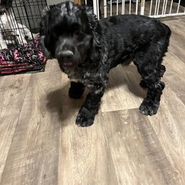 Cocker Spaniel All Grown Up from Laureen's Cocker Spaniels