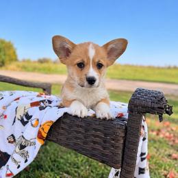 Brew - Red male Pembroke Welsh Corgi puppy in Rose, Nebraska from Clearsky Corgis