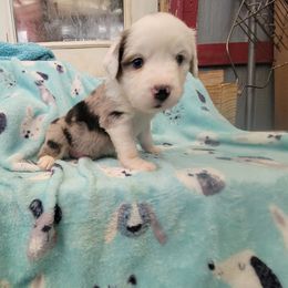 Jafar - Blue merle male Miniature Australian Shepherd puppy in Dalhart, Texas from RNL Family Raised Pups