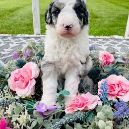 Tango - Merle male Sheepadoodle puppy in Pataskala And Thornville, Ohio from Four Front Doodles - Pataskala