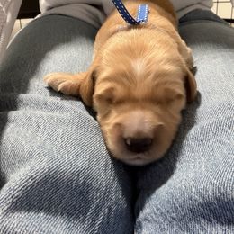 Navy collar - Golden male Golden Retriever puppy in Lehi, Utah from Open Star Goldens