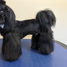 Yoshi - Shih Tzu
