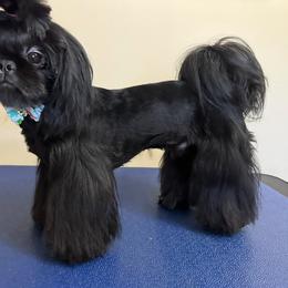 Yoshi - Shih Tzu