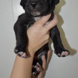 Penelope - Black and white female Great Dane puppy in Chapmansboro, Tennessee from Balthrop Bend Farms