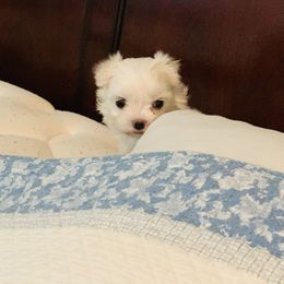 Maltese Puppies from Hummingbird Fields