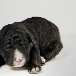 Buster - Black and white Sheepadoodle puppy in Houston, Texas from Texas Castle Doodles