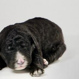 Buster - Black and white Sheepadoodle puppy in Houston, Texas from Texas Castle Doodles