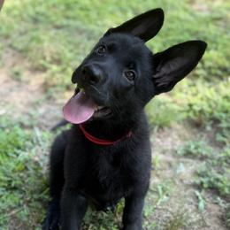 Pike Red Male - Black male German Shepherd puppy in Buffalo, West Virginia from Z Tykev Vino LLC