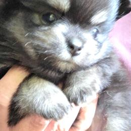 Black n tan pup 6 - Black and tan female Pomeranian puppy in Carrollton, Georgia from B AND R'S POMERANIAN'S