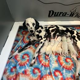 Boy 2 - White and black male Dalmatian puppy in Stokesdale, North Carolina from Cosmic Spots Dalmatians