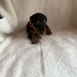 Olivia - Black and tan female Airedale Terrier puppy in Thomasville, North Carolina from Beitzel Babies