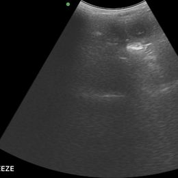 Pomsky puppies from Legendary Pomskies