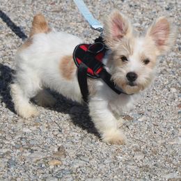 Scout - Parti male Yorkshire Terrier puppy in Leonard, Texas from Rising Star Kennels