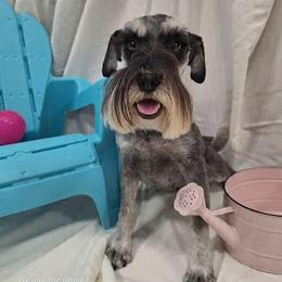 Girl 1 - female Miniature Schnauzer puppy in Bell, Florida from West of the Rhine Miniature Schnauzers