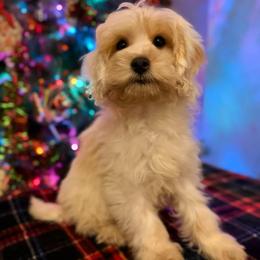 Ralphie Hugo - Cream male Cockapoo puppy in Rockton, Illinois from Dream Doodles and Cockapoos