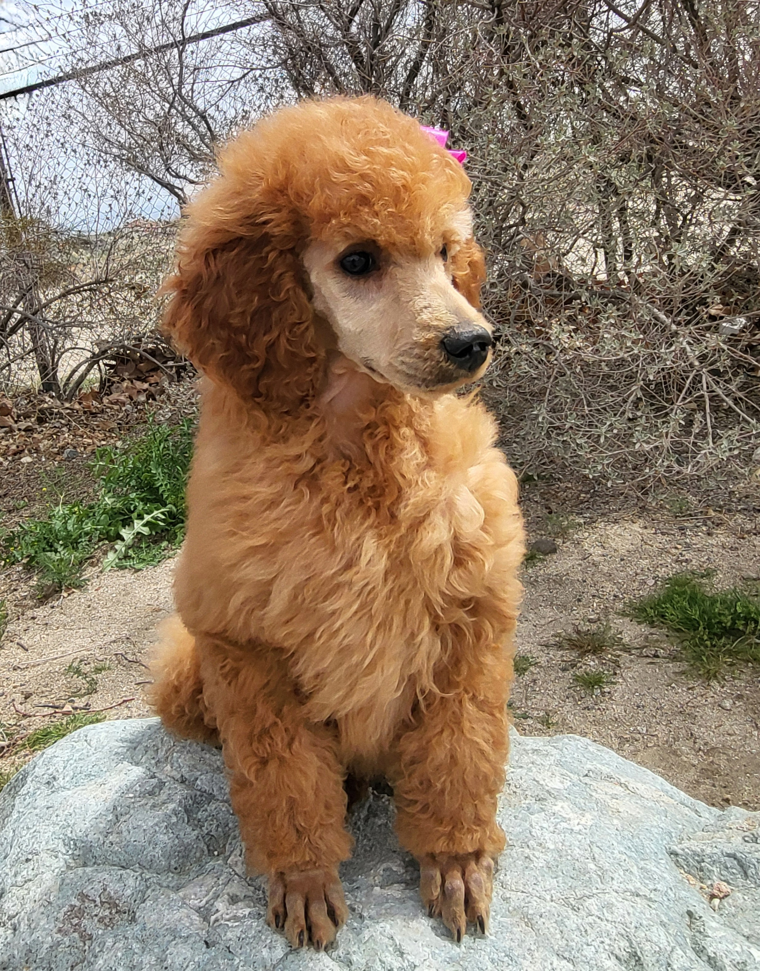Poodle Puppies from Princely Poodles