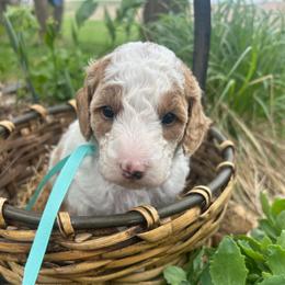 St. Teresa - Parti female Goldendoodle puppy in Denison, Iowa from Violet View Iowa Goldendoodles
