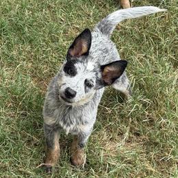 -Boy 2 (Rollo)-Emberwick's Rock and Rollo - Blue mottled male Australian Cattle Dog puppy in Kaufman, Texas from Emberwick Ranch