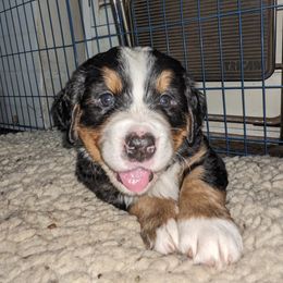 Bernese Mountain Dog Puppies from Baby Bear Bernese Kennel