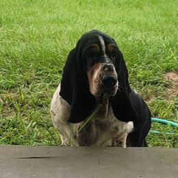 Basset Hounds from Baldwin Ranch Bloodlines