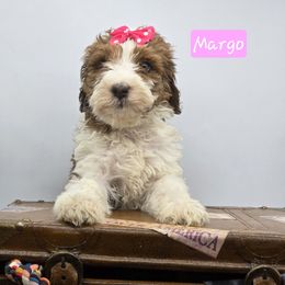 Margo - Sable female Bernedoodle puppy in Neillsville, Wisconsin from Granton Creek
