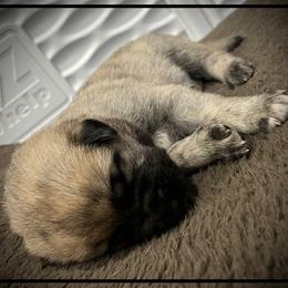 Black - Brindle male Anatolian Shepherd Dog puppy in Clark, Wyoming from Fyne Acres
