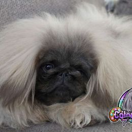 Freddie - Pekingese